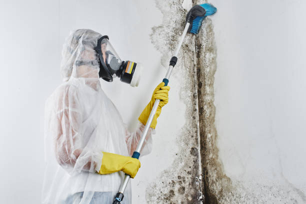 Professional Mold Inspection, Removal & Remediation in Brookhaven, GA